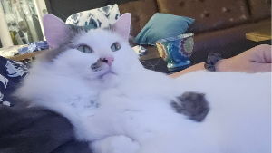 Lost Pet: Max (Ghost)