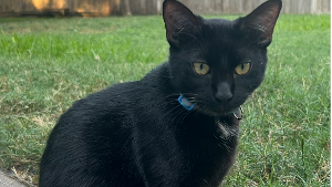 Lost Pet: Milo Elizondo