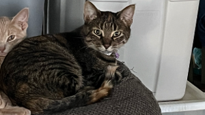 Lost Pet: Hello Kitty