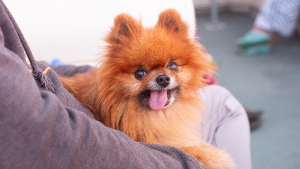 Lost Pet: Pico de Gallo