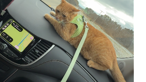 Lost Pet: Amaretto Sour