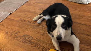 Lost Pet: Sunny (Flicker)