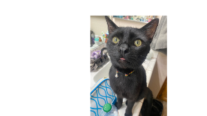 Lost Pet: Boscoe  Jeffreys