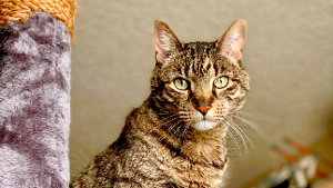 Lost Pet: Pancho Isaac 