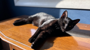 Lost Pet: Meester Pepper Jack