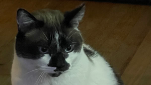 Lost Pet: Picasso Bailey