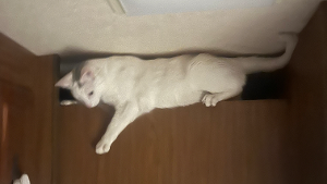 Lost Pet: Milo Wales