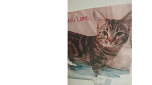 Lost Pet: MILLIE