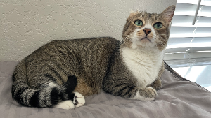 Lost Pet: Chico Sampaio