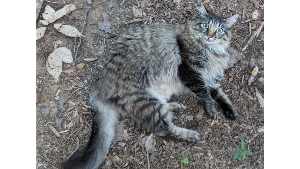 Lost Pet: Mitch Allen