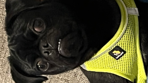 Lost Pet: Gordo Lara