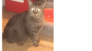 Lost Pet: Sir Thimmothy Thomas