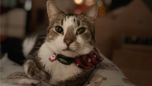 Lost Pet: Calcifer Munson