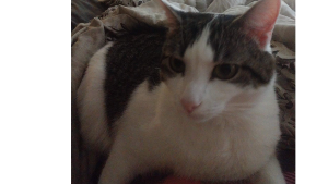 Lost Pet: Mr. Bigglesworth