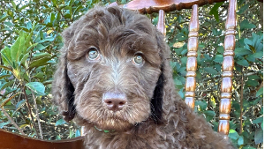 Lost Pet: Rio Alonso Clemente