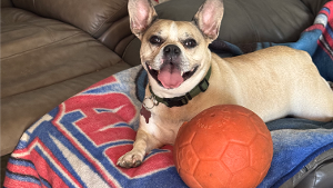 Lost Pet: Paisan DeMartino