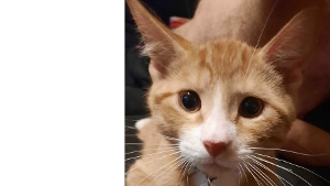 Lost Pet: Tabernus DeBruyn