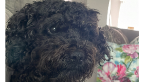 Lost Pet: Django Andrew