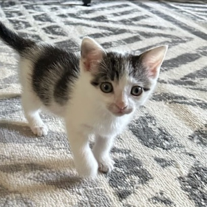 Lost Pet: Honey Lemon 18585