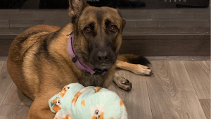 Lost Pet: Saydee Mae