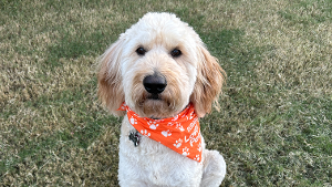 Lost Pet: Oliver Ray 