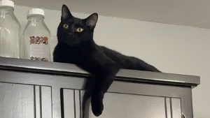 Lost Pet: Bright Eyes