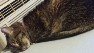 Lost Pet: Zeva Mayotte