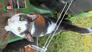 Lost Pet: Mr. Waffles