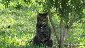 Lost Pet: Sashimi Ewing