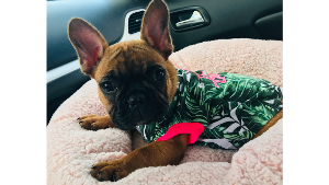 Lost Pet: Faith Shepherd