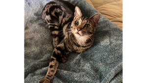 Lost Pet: Ricky LaFleur