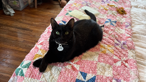 Lost Pet: Miss Kitty