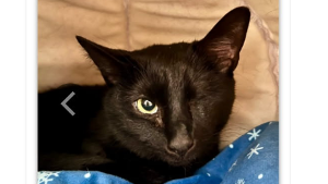 Lost Pet: Hanson Estep