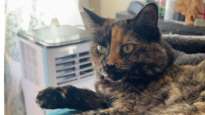 Lost Pet: Gemini (Gem Gems)