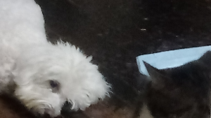 Lost Pet: Sweetie Pie Scott