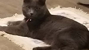 Lost Pet: Smokey bear