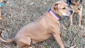 Lost Pet: Cleo Perkins