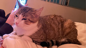 Lost Pet: Strawberry