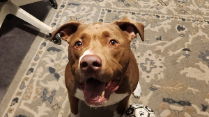 Lost Pet: Tucker Finn