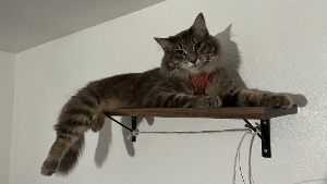 Lost Pet: Meeko/Miko