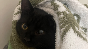 Lost Pet: Triple Dipper