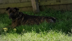 Lost Pet: Scout Jax January