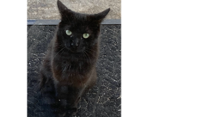 Lost Pet: Midnight