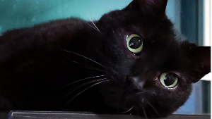 Lost Pet: Nightliss 14809