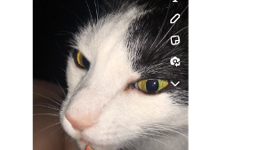 Lost Pet: Charlie Quinn