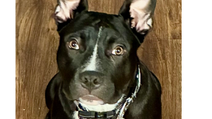 Lost Pet: Maximus Bentley Derby