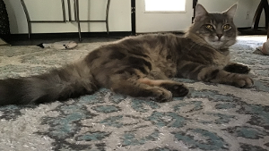 Lost Pet: Gray