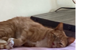 Lost Pet: Tighee-Miles