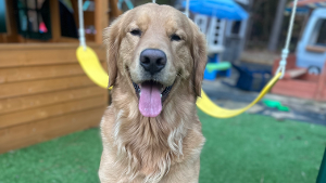 Lost Pet: Dutton Wamsley