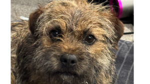 Lost Pet: SIR Winston Levi